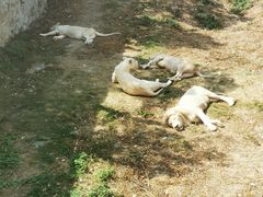 -泉州海丝野生动物世界