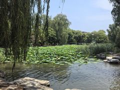 -莲花池公园