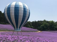 -大塘金香草谷