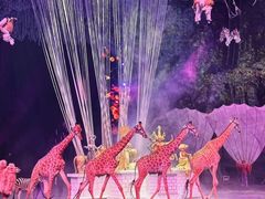 -广州长隆国际大马戏