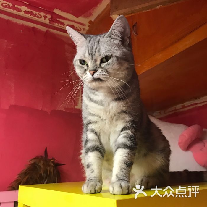 鼓捣猫呢咖啡馆儿·猫主题咖啡