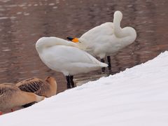 -银树楼(紫玉山庄东区店)
