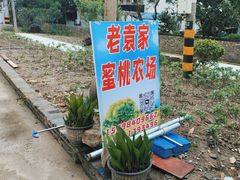 -老袁家蜜桃农场·阳山水蜜桃