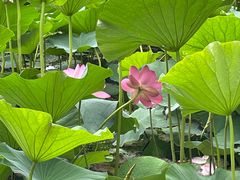 -长春市南湖公园