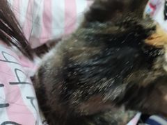 -小叮当动物医院·骨科·眼科