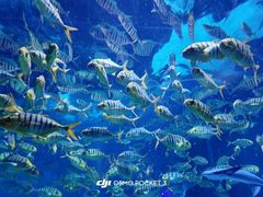 -海合安成都极地海洋公园