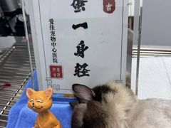-爱佳宠物中心医院24H·CT·骨外科·猫专科(瑶海万达店)
