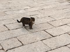 -高尔山公园