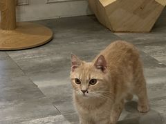 -楼上猫咖(罗湖店)