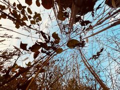 -北京西山国家森林公园