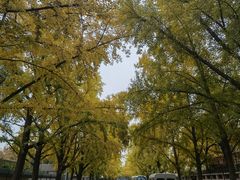 -三里屯东五街银杏大道