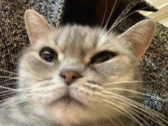 -猫色咖啡·猫咖
