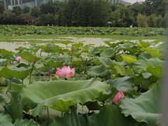 -月湖风景区