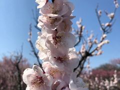 -梅花山(明孝陵内)