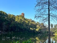 -深圳仙湖植物园