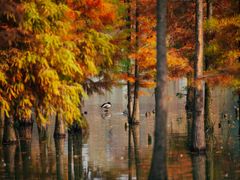 -白鹭湾湿地公园