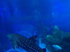 -成都浩海立方海洋公园