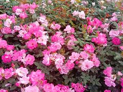 -漕溪路(地铁站)