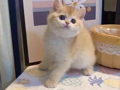 -欣宠猫屋·矮脚拿破仑·蓝金金渐层