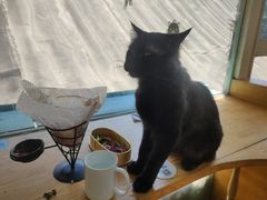 -猫小院猫主题咖啡厅(北锣店)
