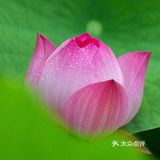 夏日国内十大赏荷花好去处