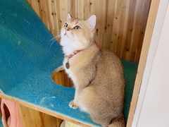 -猫在这儿猫咪咖啡馆·撸猫馆