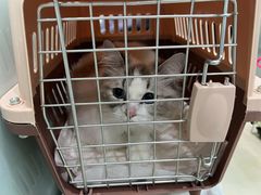 -宠福鑫康馨动物医院·骨科·眼科