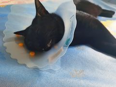 -纳吉亚猫专科动物医院博雅分院