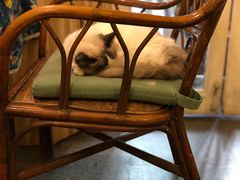 -猫色咖啡·猫咖