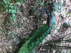 大熊猫繁育研究基地-成都大熊猫繁育研究基地