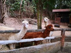 -清迈夜间动物园