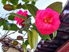 -老东吴食府(雅都店)