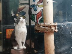 -猫咪博物馆(顶澳仔猫街店)