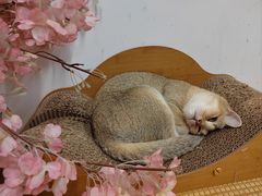 -柴迷FANS CLUB·柴犬狗咖·猫咖