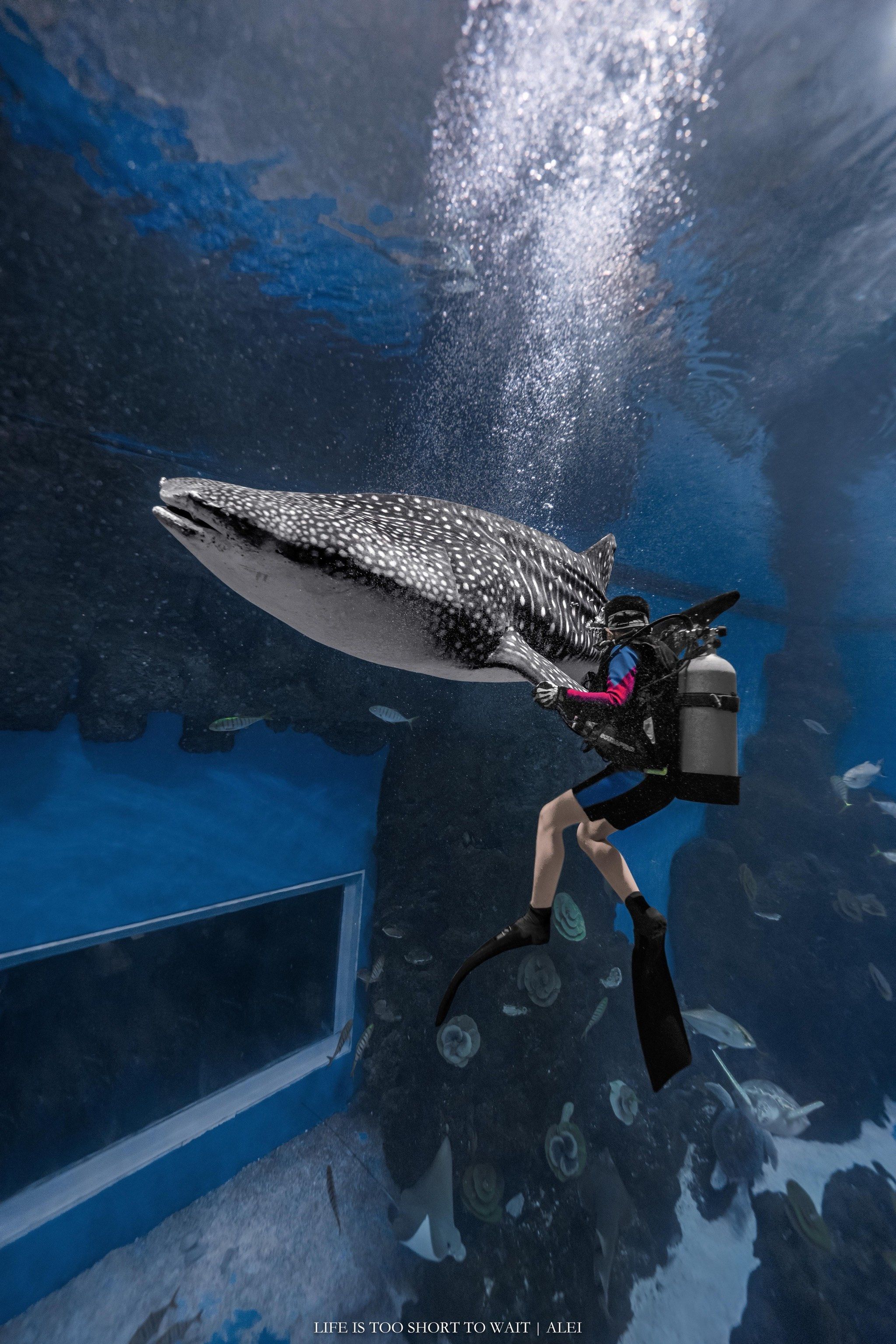 浩海立方海洋馆|成都潜水