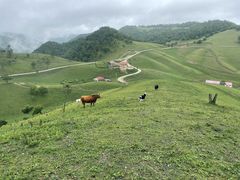 -关山草原