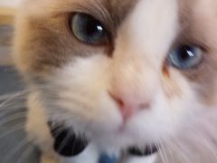 -猫十亿·布偶金渐层·曼基康矮脚猫舍(青年路店)