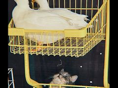 -浣熊柯尔鸭土拨鼠·电玩咖