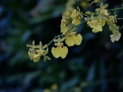-深圳市中科院仙湖植物园