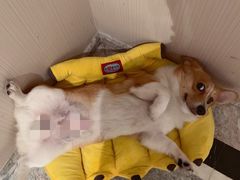 -宠物之家Pets Home 宠物寄养酒店