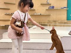 -飞行喵MR PILOT|猫舍·猫咖(静安大融城店)