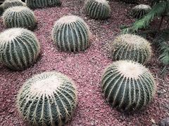 -呀路古热带植物园