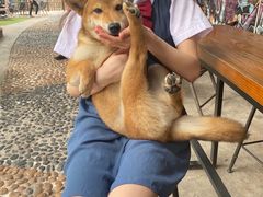 -柴犬高等学院·狗咖·柴犬售卖·宠物训练
