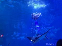 -烟台海昌鲸鲨海洋公园