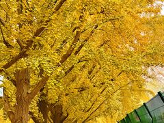 -三里屯东五街银杏大道