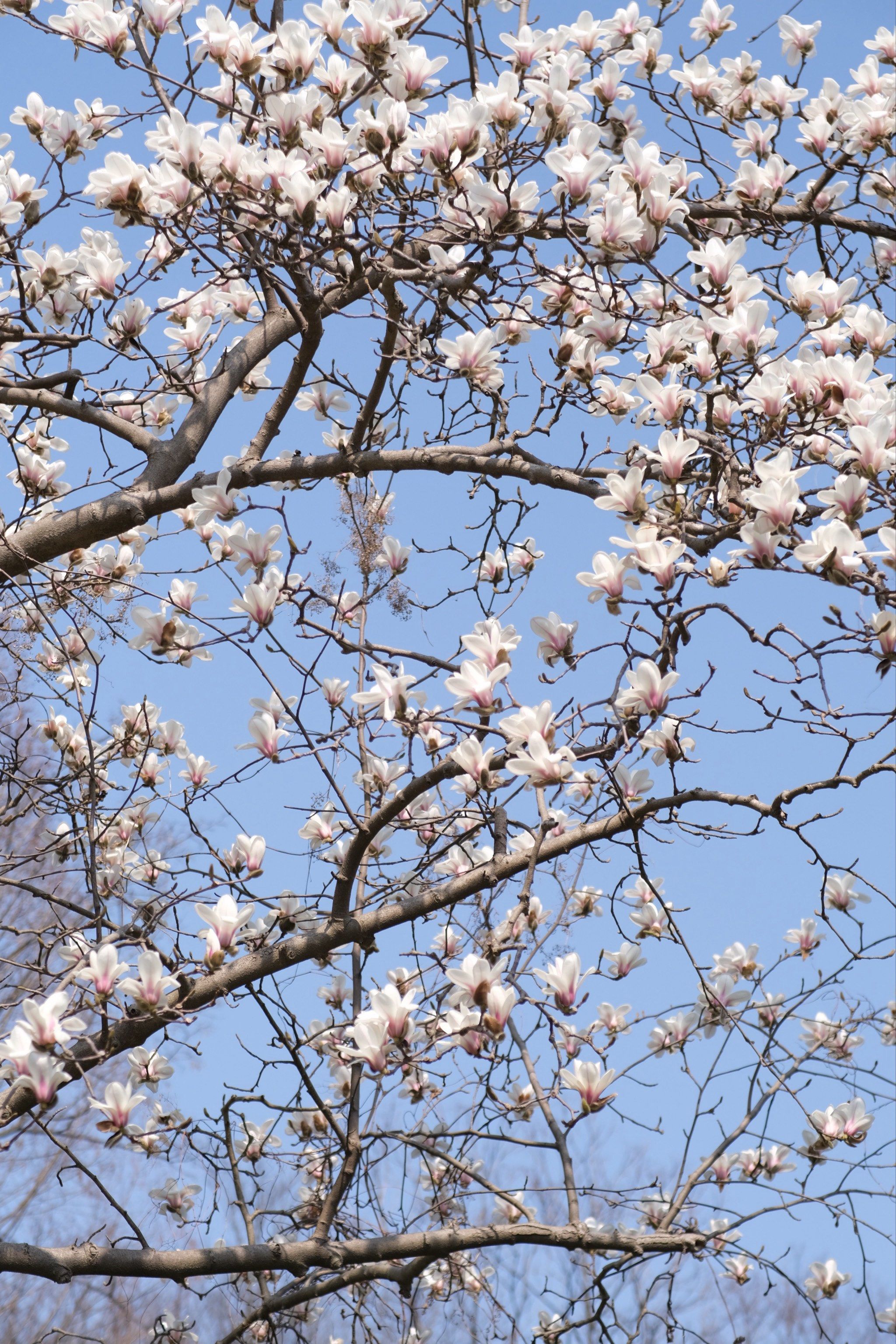 花都开好了,琅琊山国家森林公园