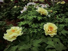 -洛阳市隋唐城遗址植物园