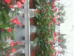 android_upload_pic-上海鲜花港