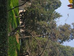 -武汉大学-樱园