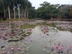 -中国科学院西双版纳热带植物园